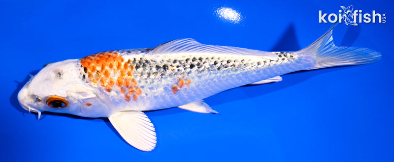 6.5" GINRIN KUJAKU