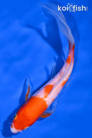 7.25" KOHAKU BUTTERFLY