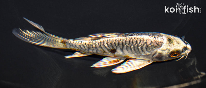 5.25" BENI KIKOKURYU BUUTTERFLY