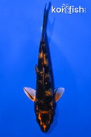 4.5" KIN HI UTSURI