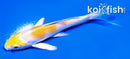 4" LEMON HARIWAKE BUTTERFLY