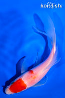 5.25" MARUTEN KOHAKU BUTTERFLY