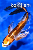 8.25" BENI GINGA BUTTERFLY