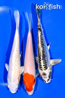 6.25 - 6.75" PACK OF (3) STANDARD KOI