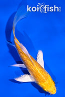 4.5" GINRIN YAMABUKI OGON BUTTERFLY