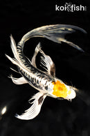10" BENI KIKOKURYU BUTTERFLY