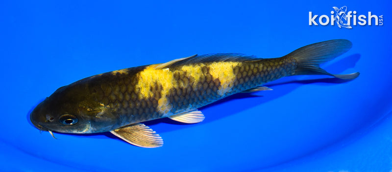 7.25" KIN KI UTSURI