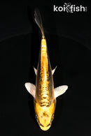 4" KIN KIKOKURYU