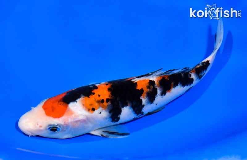 7.5" SANKE