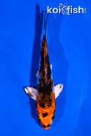 3.5" YAMATO NISHIKI