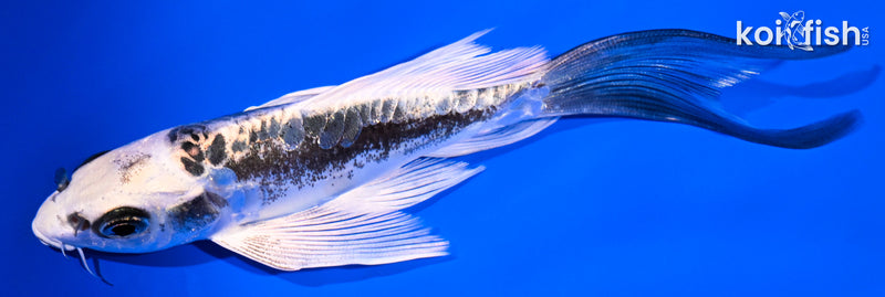 5.25" KIKOKURYU BUTTERFLY