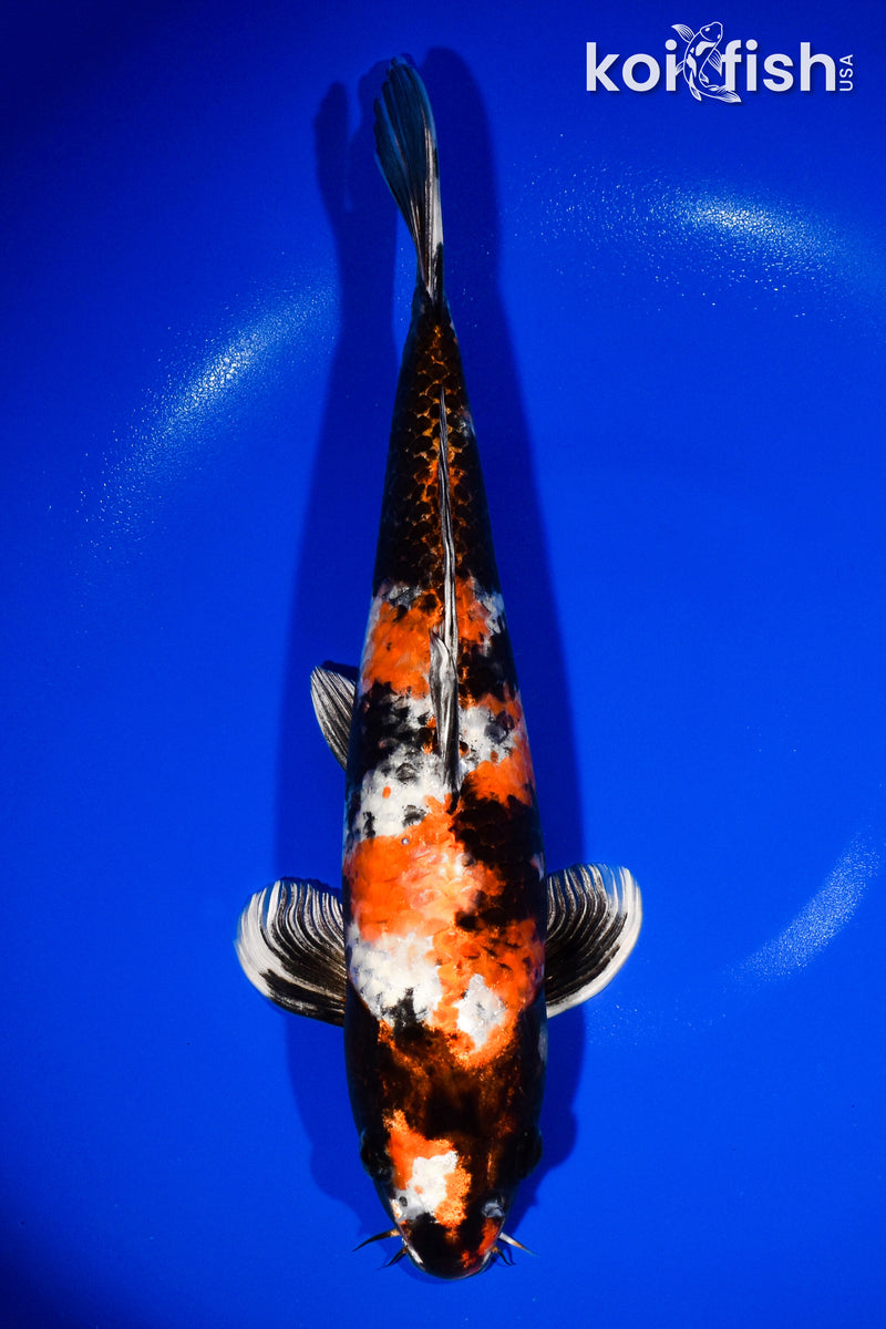 13.25" KIN SHOWA