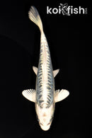 6.5" ARAGOKE KIKOKURYU
