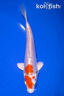 7" KIKUSUI