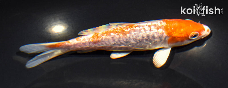 5.5" GINRIN ARAGOKE HARIWAKE