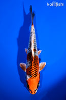 6.5" KUJAKU