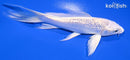 5.75" GINRIN PLATINUM OGON BUTTERFLY