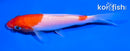 5" KOHAKU