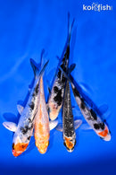 PACK OF (5) 4-5" GINRIN STANDARD KOI