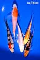 PACK OF (5) 3.5-4.5" STANDARD KOI