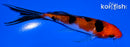 4.75" GINRIN SANKE BUTTERFLY