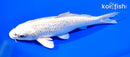 6.5" GINRIN GIN MATSUBA