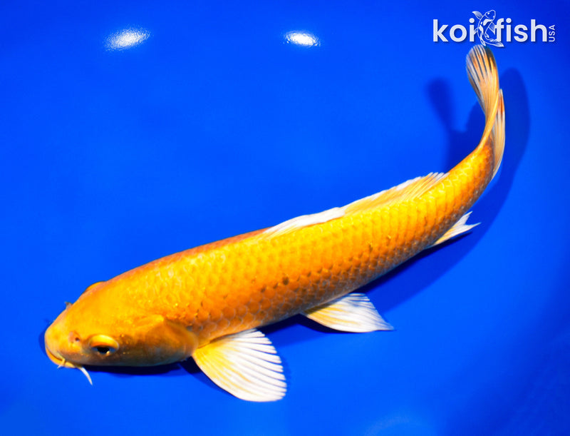 9.25" YAMABUKI OGON