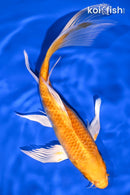 8" HARIWAKE BUTTERFLY