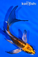 5.25" BENI GINGA BUTTERFLY