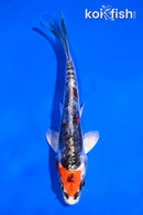 4.5" BENI KIKOKURYU