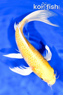 9.25" YAMABUKI OGON BUTTERFLY