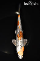 8" GINRIN BENI GINGA