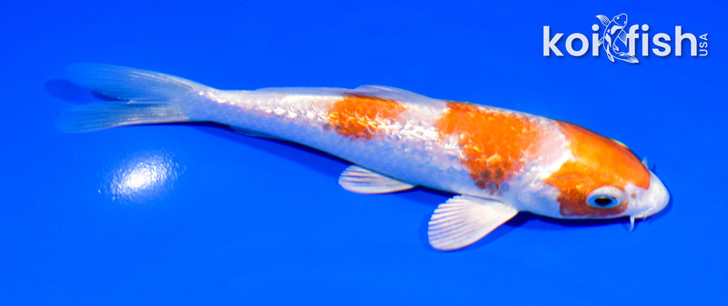 5.75" GINRIN HARIWAKE