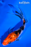 5.25" SANKE BUTTERFLY