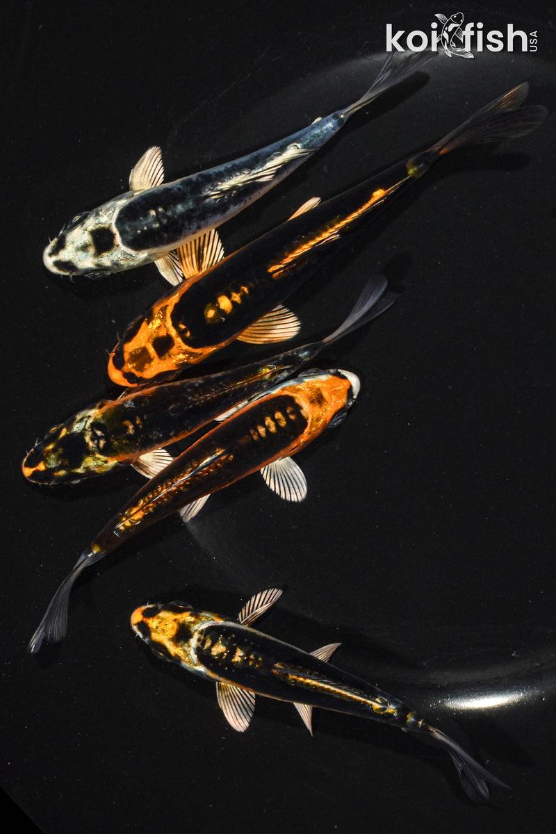 Pack of (5) 3.5-4.5" Standard Ghost Koi