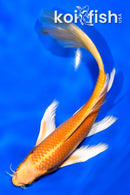 8" ORENJI OGON BUTTERFLY