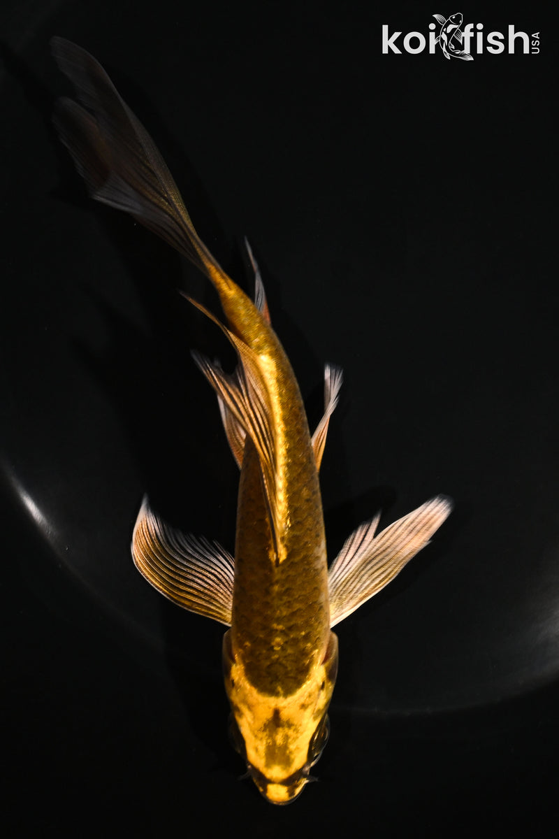 5.5" KI MATSUBA BUTTERFLY