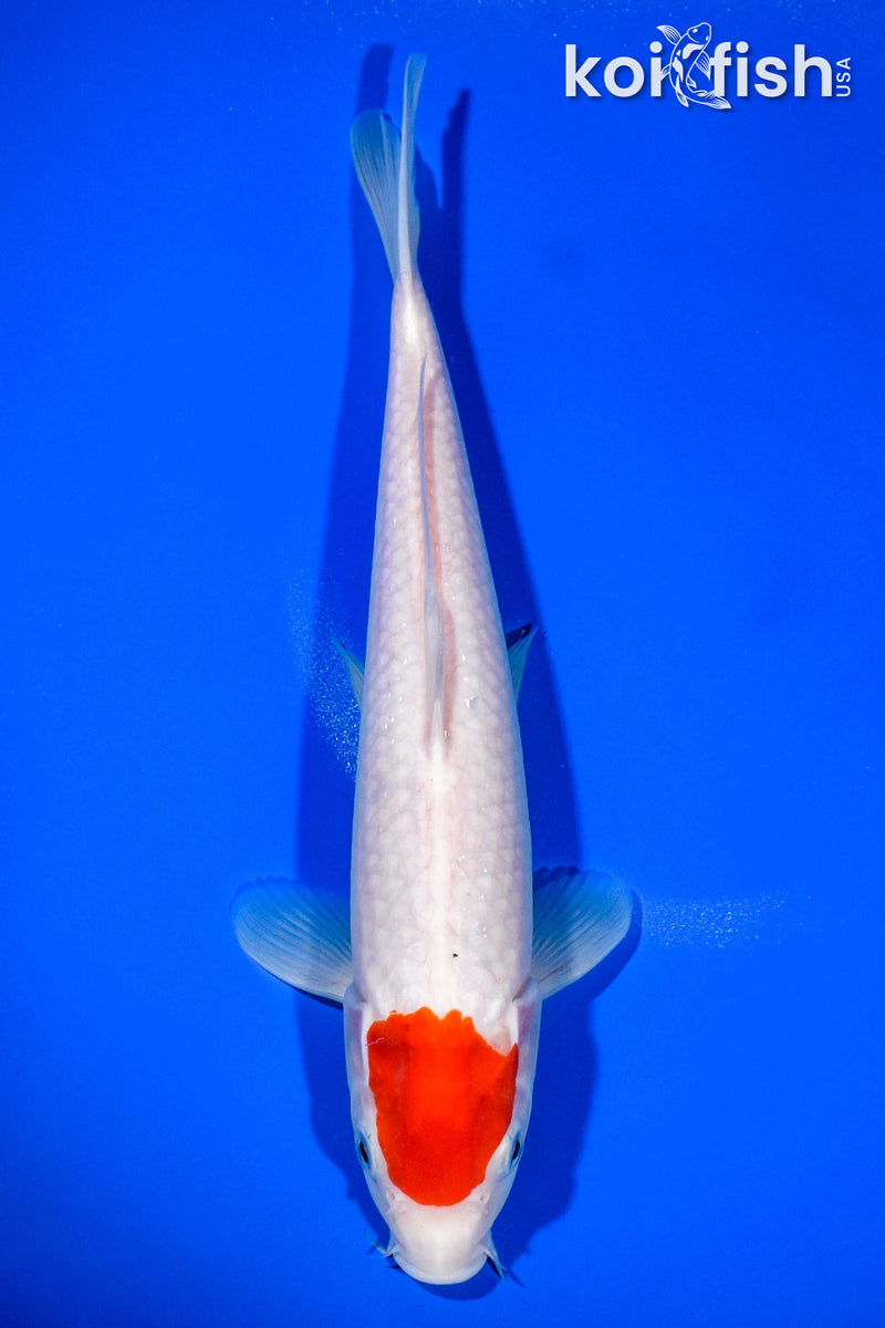 11" TANCHO KOHAKU