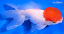 5" TANCHO ORANDA GOLDFISH