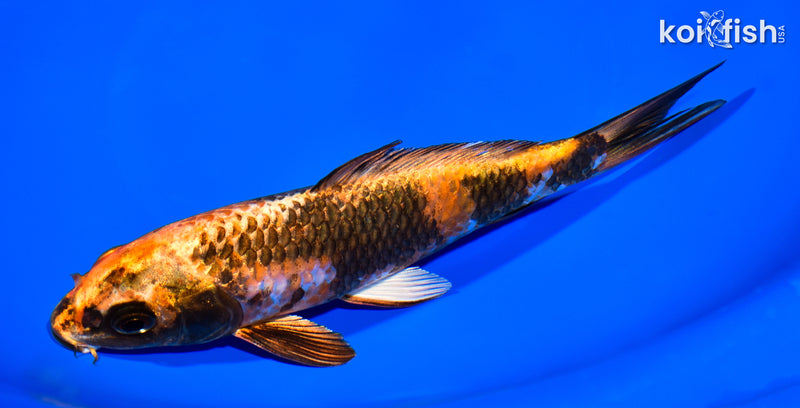 7.5" KIN KI UTSURI