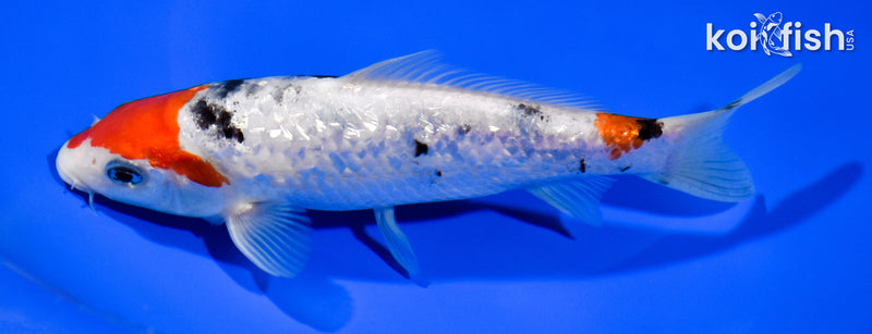 6.75" GINRIN SANKE