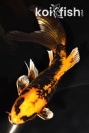 6" BENI KIKOKURYU BUTTERFLY