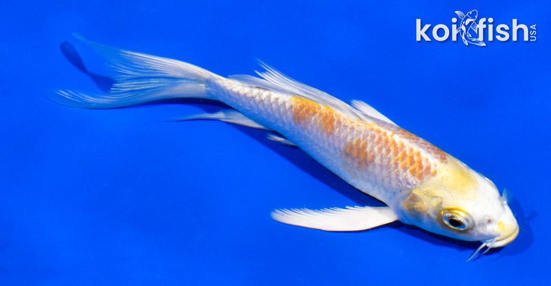 5" LEMON HARIWAKE BUTTERFLY
