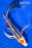8" KUJAKU BUTTERFLY