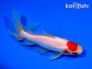5.75" WATONAI GOLDFISH