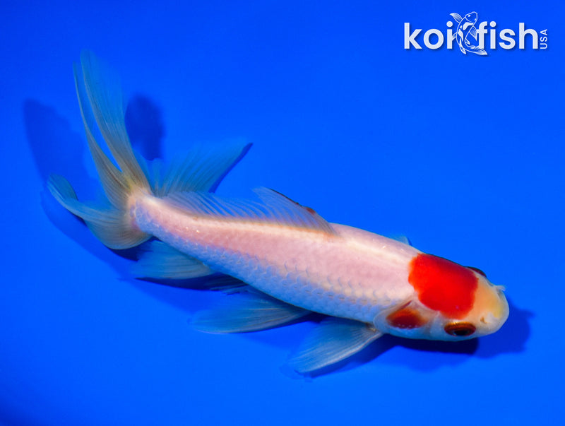 5.75" WATONAI GOLDFISH