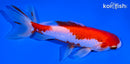 5" SARASA WAKIN GOLDFISH