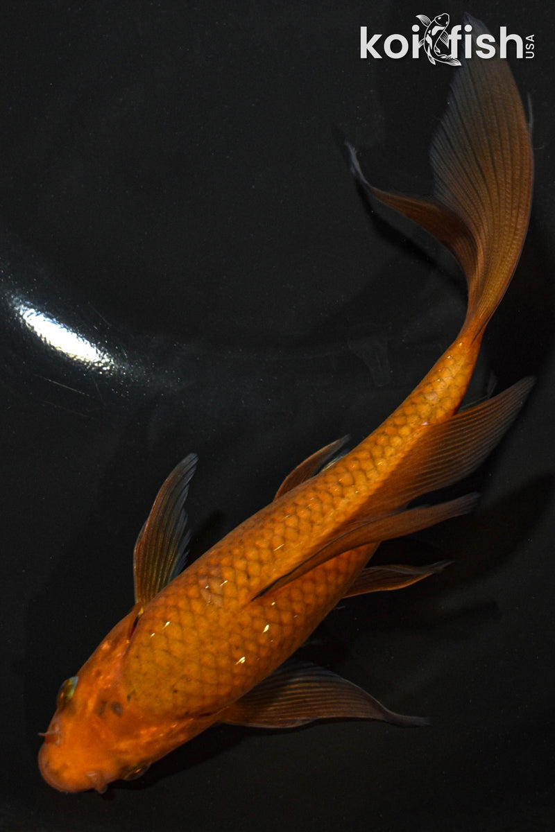 6.75" CHAGOI BUTTERFLY