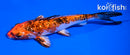6" GINRIN YAMATO NISHIKI