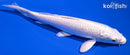 7.75" PLATINUM OGON